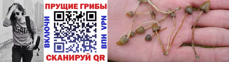 Псилоцибиновые грибы ЛСД маркетплейс клад Морозовск как найти закладки